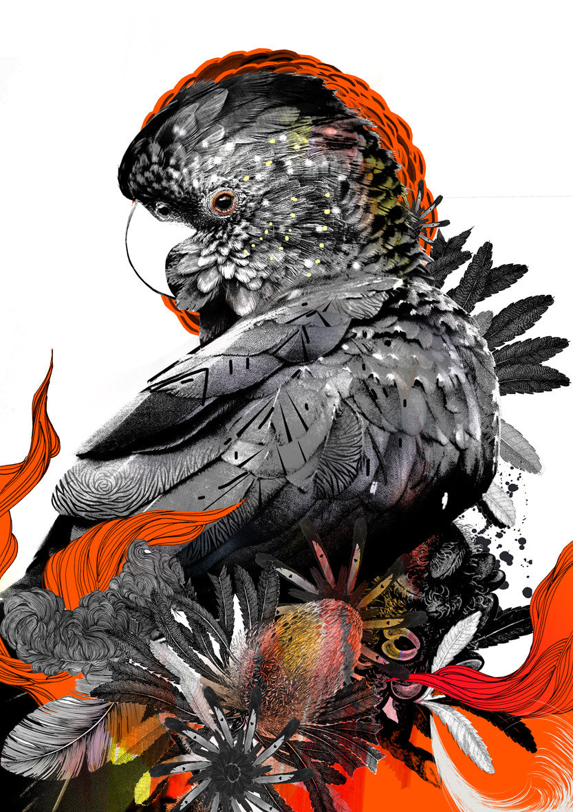 Limited Edition Print 'Red Tailed Black Cockatoo' - Sarah Howell Limited Edition - 1